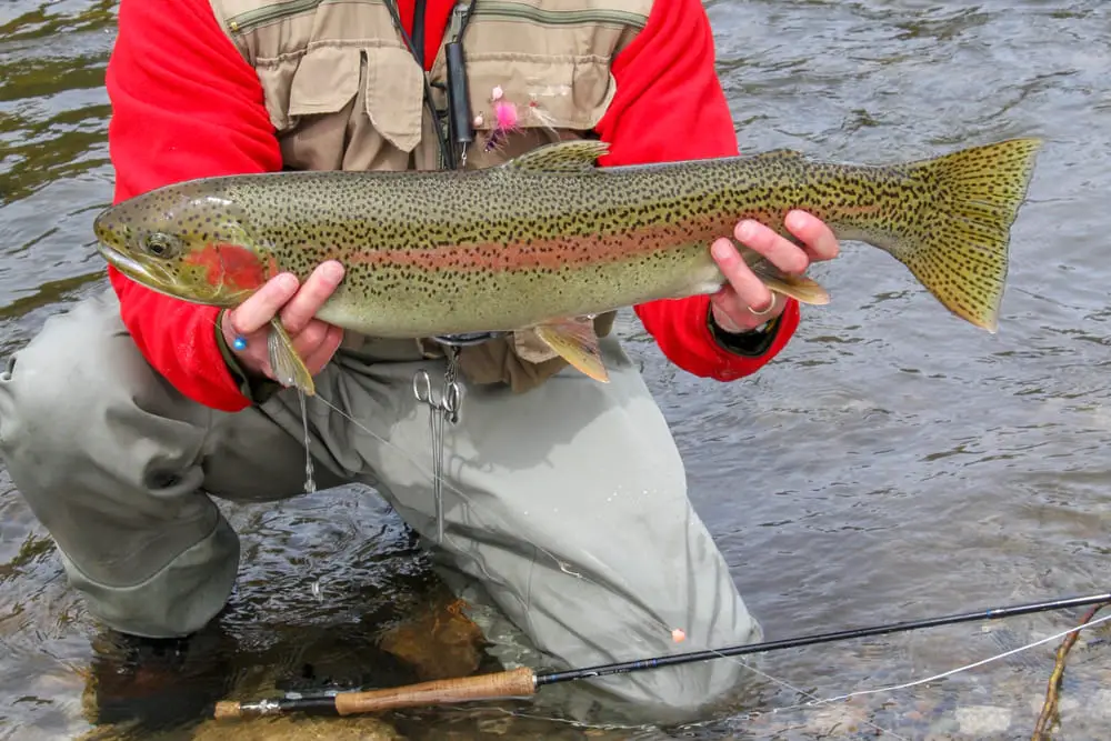 Summer Steelhead