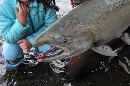 A King Salmon, also known as a Chinook Salmon