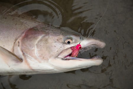 An Alaska Pink Salmon with a fly in it's mouth