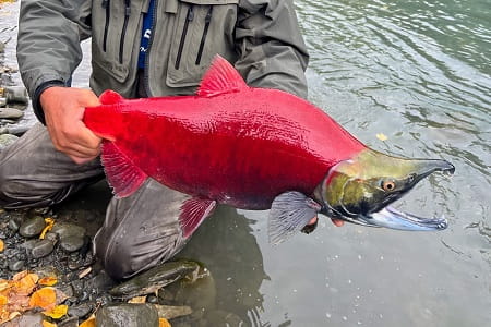 A angler holding a sockeye salmon