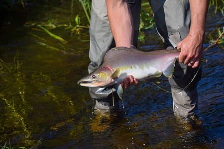 An angler with a hump back pink salmon