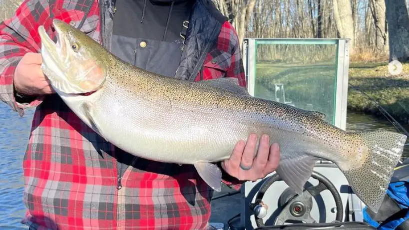 Fall steelhead fishing in Michigan