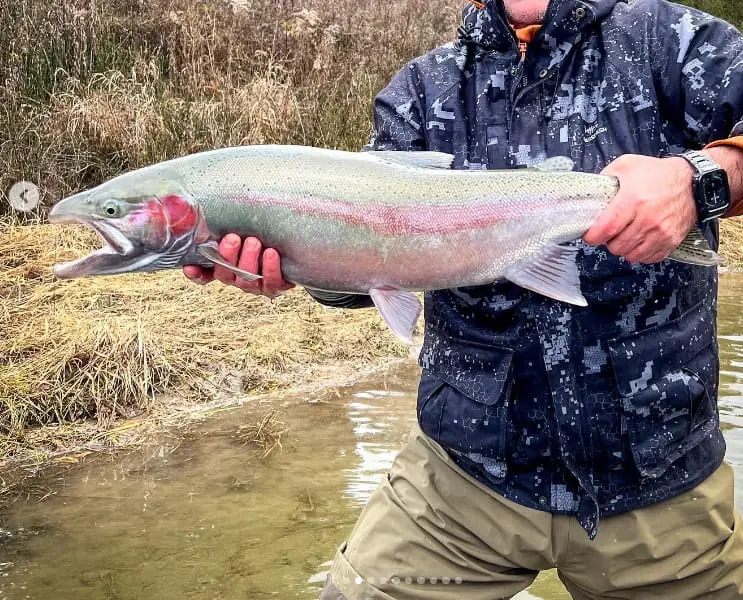 An big Ontario steelhead caught while Ontario steelhead fishing with A Perfect Drift Guide Company