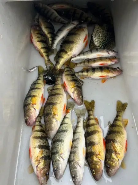 A catch of perch from Fireplug Charters