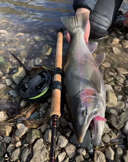 Steelhead and Centerpin reel lying on ground side-by-side