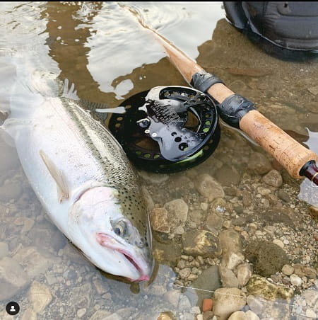 Steelhead and Centerpin reel lying together at rivers edge.