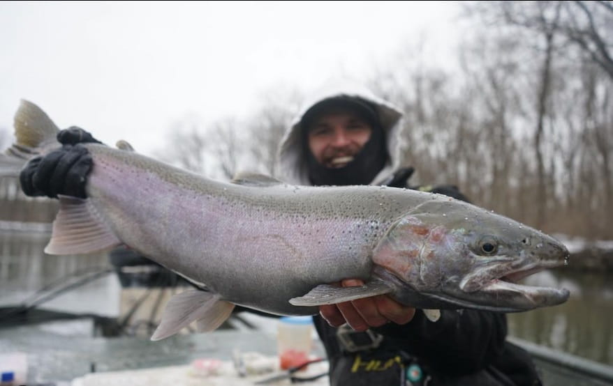Winter steelhead fishing Michigan is when big steelhead like this are caught.