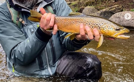 A winter brown trout