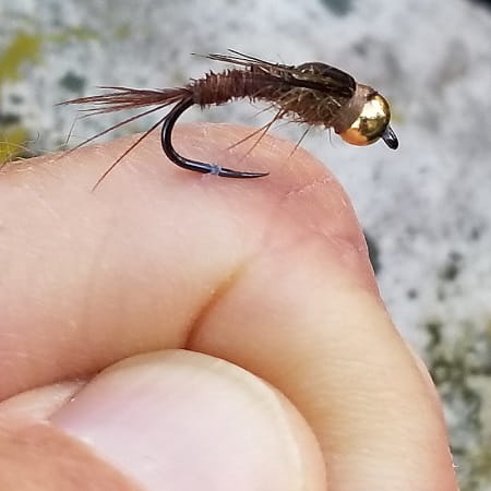 This Polish Pheasant Tail Nymph is a great nymphing pattern for trout.