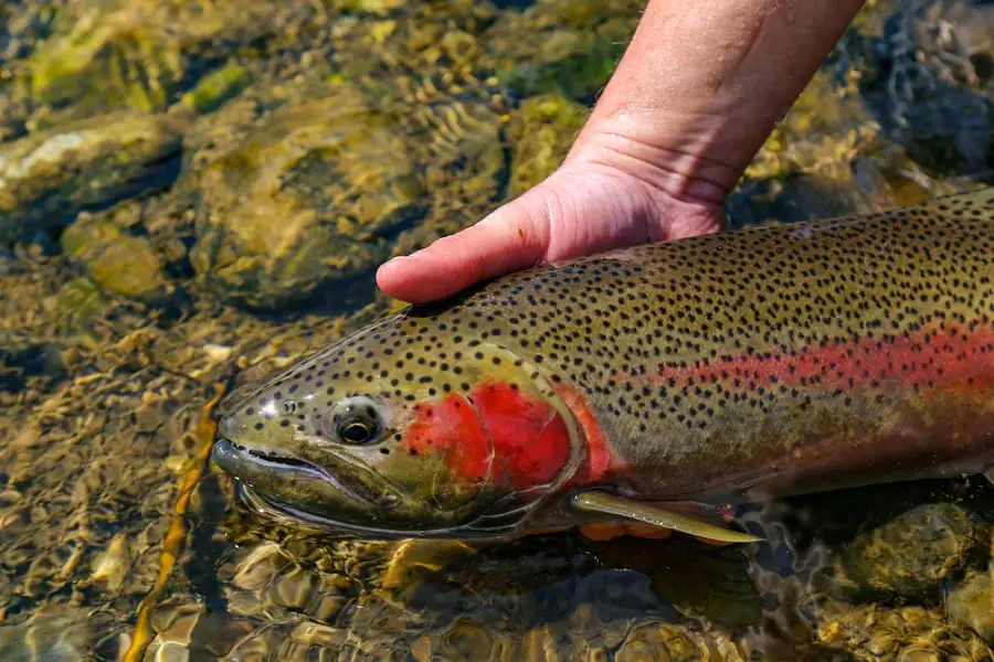 Selecting the right “trout beads” for Bristol Bay. – Naknek River Camp