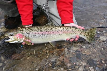 An Alaska resident rainbow trout