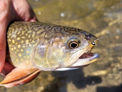 A trout with a nymph fly in its mouth.