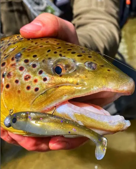 Brown trout caught with the jig you see in its mouth.