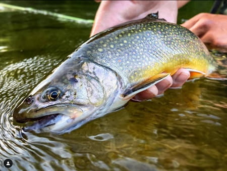 A brook trout caught while Brook Trout Fishing a wild stream 