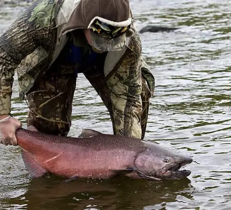 A west coast chinook salmon caught while salmon fishing a big river.