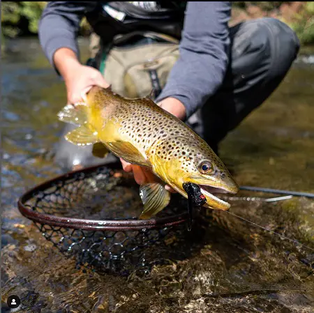 Jordan Pockets streamer caught brown trout