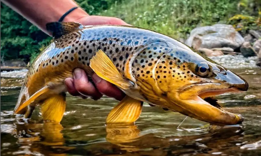 Trout Fishing this big brown trout on a streamer 
