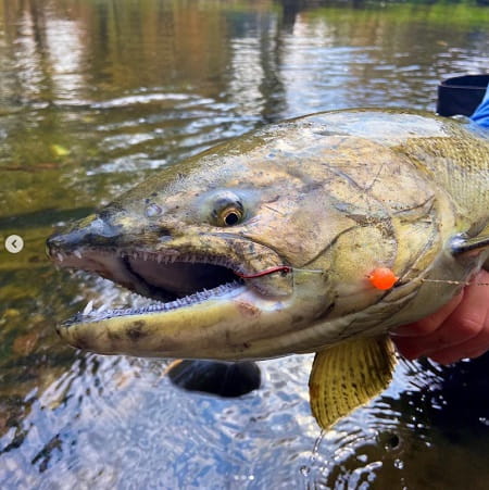 A river king salmon caught using an orange bead.