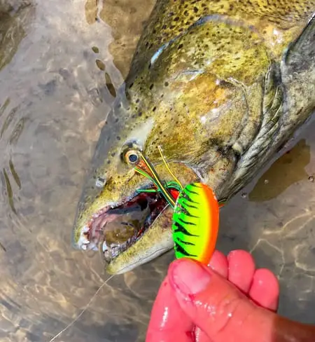 salmon with lure in it's mouth