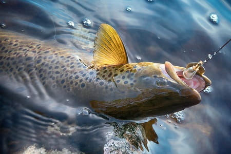 A spinner in a brown trout's mouth