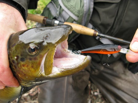 A brown trout with a crankbait lures in its mouth.