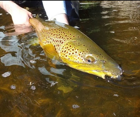 Plunking is a good method of trout fishing.