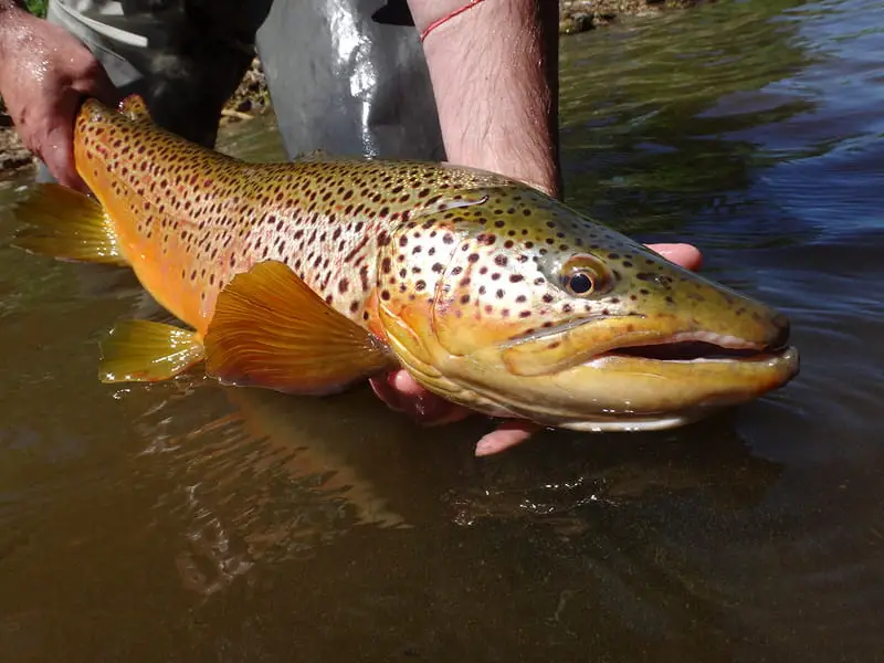 A large stocked brown trout, which shows fishing for stocked trout can be pretty awesome.