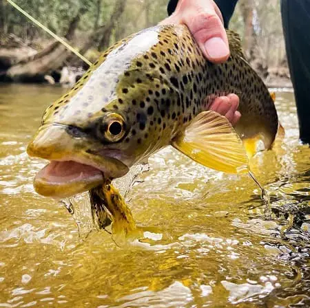 A streamer caught brown trout caught on one of the best streamer for trout.