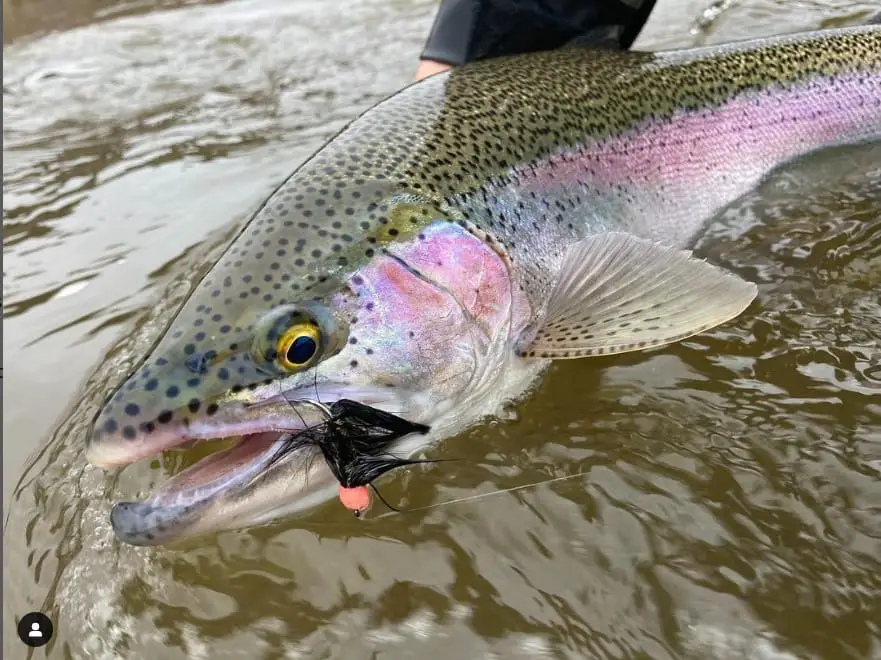 A rainbow trout caught on one of the best streamers for trout, a egg sucking leech.
