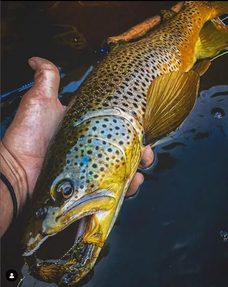 A nice brown trout caught on an articulated streamer fly.
