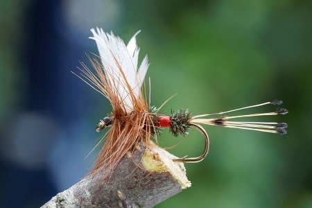 a royal coachman dry fly drying off after being treated with dry fly floatant