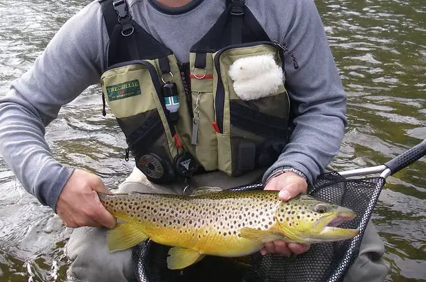 Summer Tasmania trout fishing brown trout