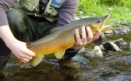 A stocked brown trout.