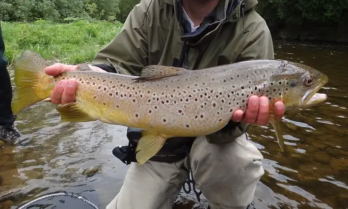 Tasmanian Trout Fishing on the Mersey river