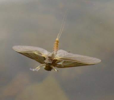 A natural dry fly from my local river.