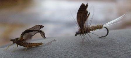 One of my guide dry flies for trout and the Natural it's supposed to imitate.