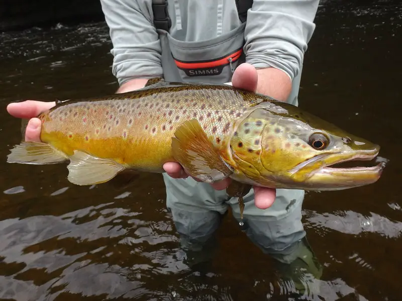 Spin fishing for trout can produce big brown trout like this.