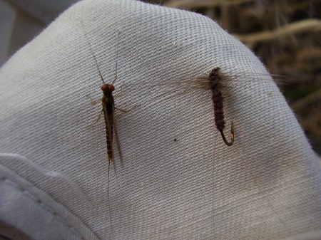 A live spinner and a Dry Fly Spinner 