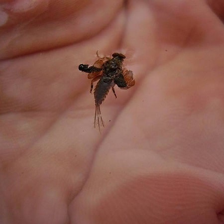 An emerging mayfly in my hand