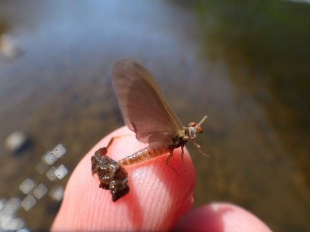 An emerging Dun Mayfly