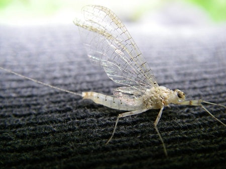 Spinner mayfly 