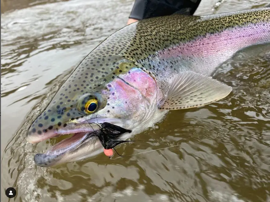 Alaska steelhead fishing can produce bright colored steelhead like this one.