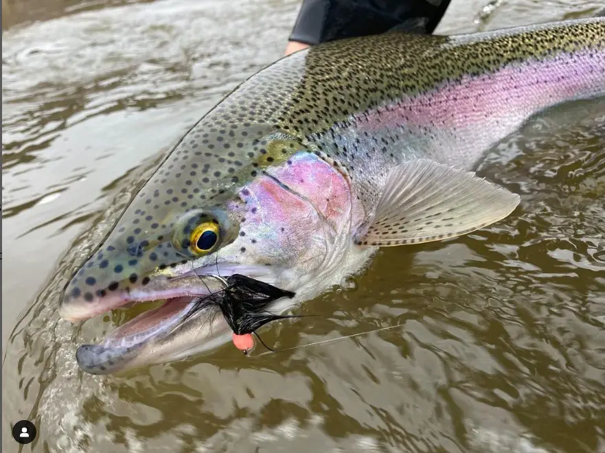 Alaska Steelhead Fishing: A Complete Guide 2024