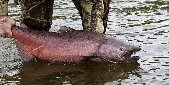 Using a skein rig for a large salmon. 