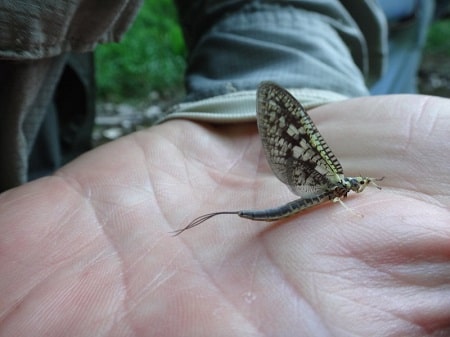 A Green drake on my hand with a dark back