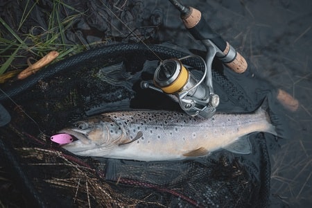 a good trout reel and a nice brown trout.