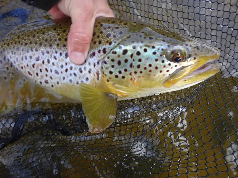 big brown trout like this can be caught when trout fishing in ponds