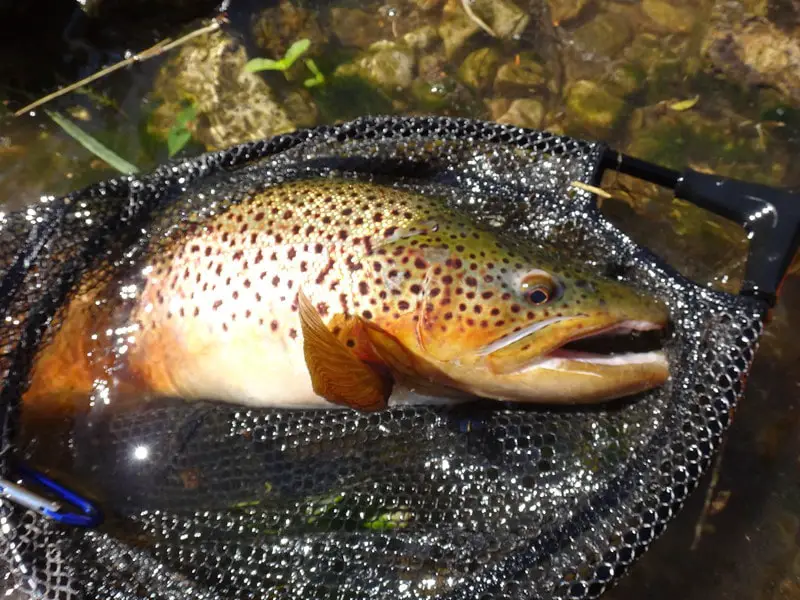 Trout like this big brown trout can be caught using the best Powerbait for trout.