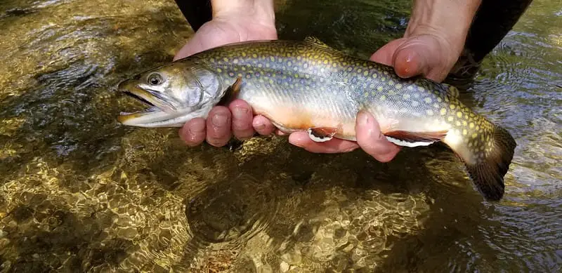 Having the right weight fly rod for brook trout will help you land big brook trout like this.