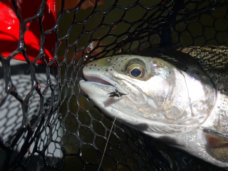 A steelhead with a black stonefly in it's mouth which is one of the best flies for Ohio steelhead